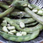 Steamed Fava Beans