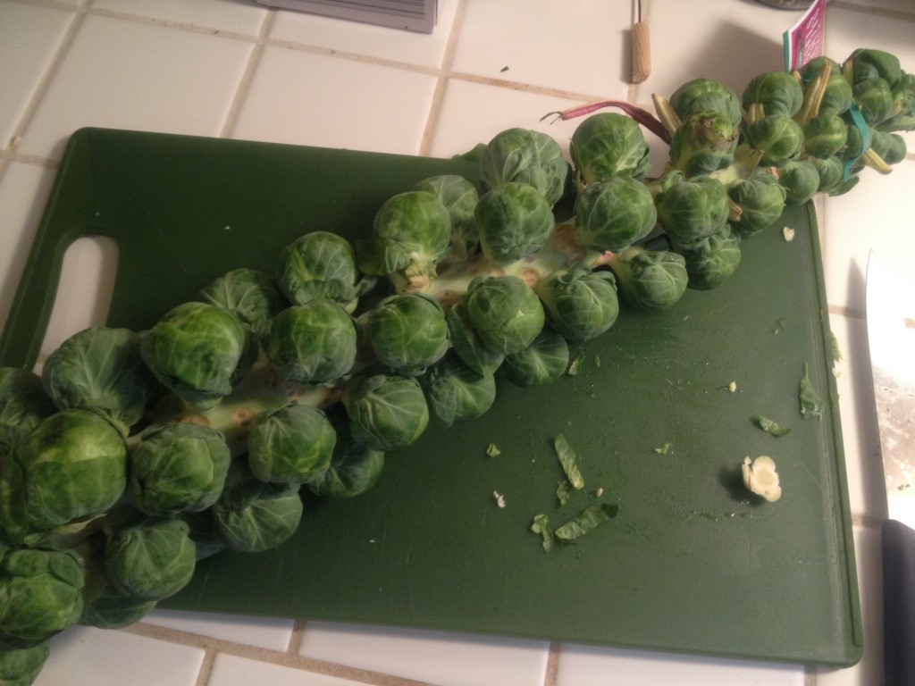 Stalk of Brussel Sprouts