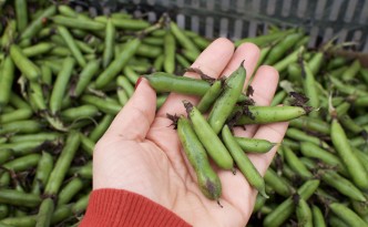 Mini Fava Beans from Star Route Farms | BeatsEats.com