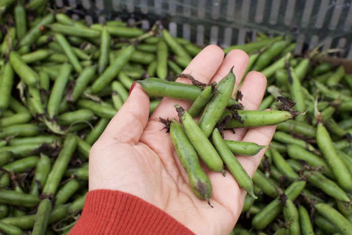 Mini Fava Beans from Star Route Farms | BeatsEats.com